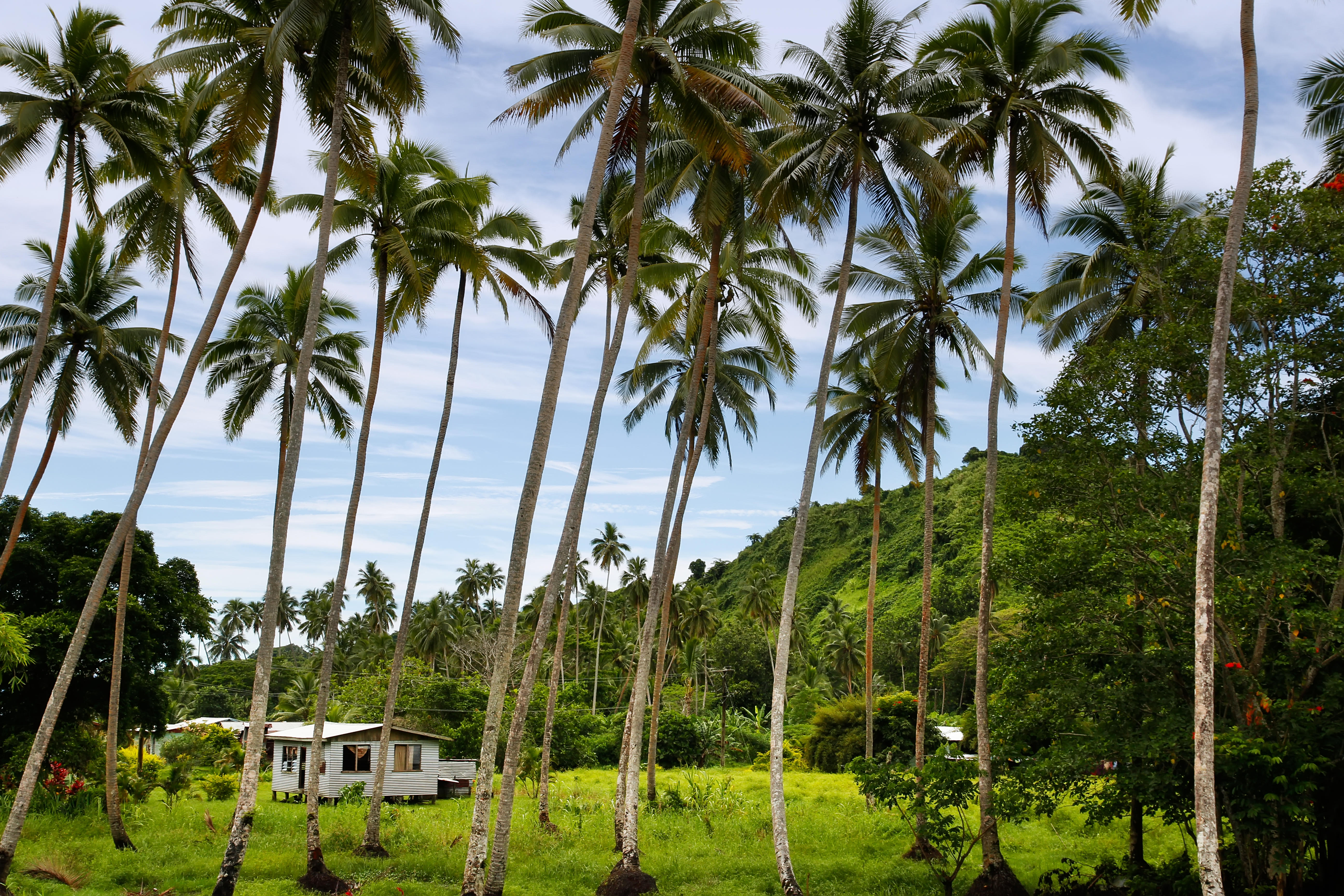 Local house in palm grove, Vanua Levu island, Fiji, South Pacific. (Photo Credit: EM260N)