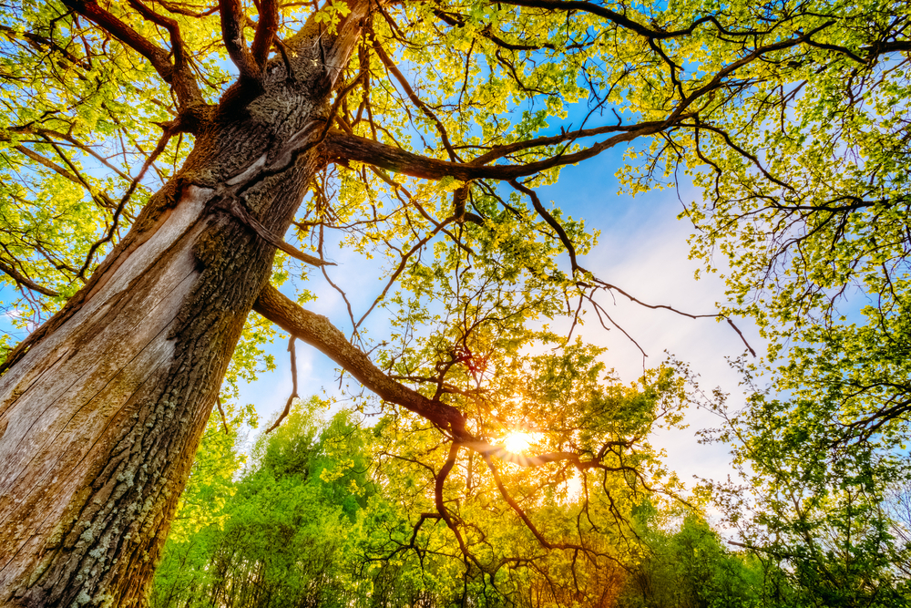 Who would invest in the hardwood production supply chain? (Photo Credit: 250819606)