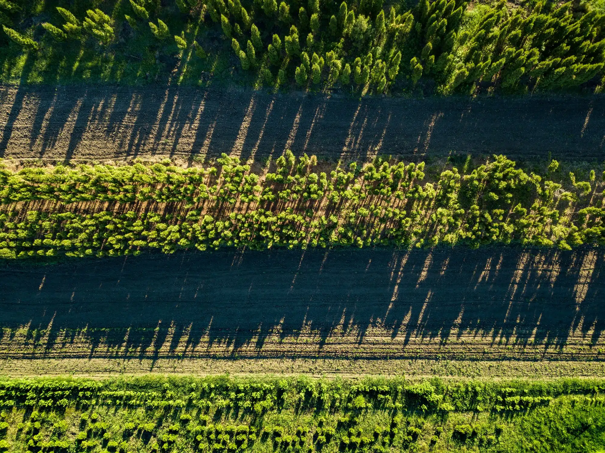 South America has emerged as a plantation powerhouse in recent years. (Photo Credit: Dreamstime)