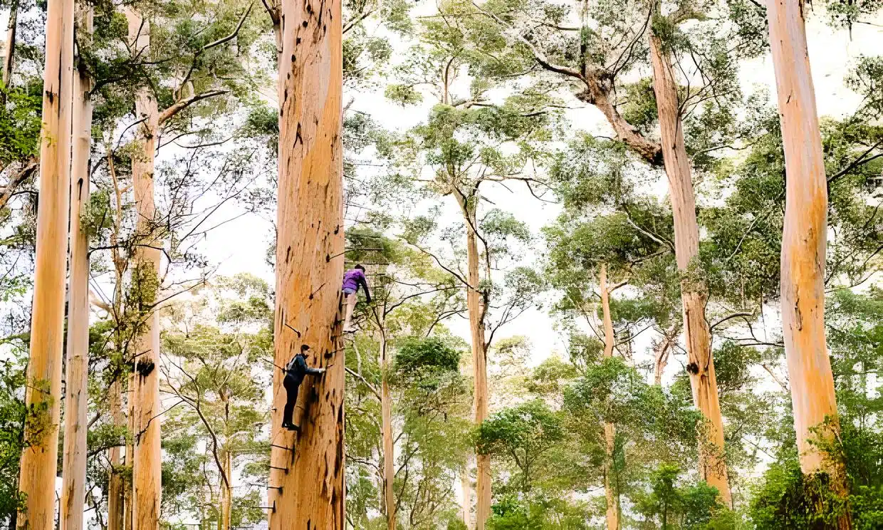 Jarrah (Eucalyptus marginata) … Australia's favourite hardwood (Photo Credit: Sarah Davidson, Australian Woodwork).