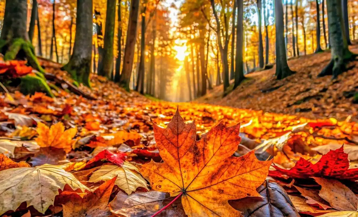 Forests, with their complex plant-soil interactions, may possess greater resilience in the face of environmental stressors than initially anticipated. (Photo Credit: earth.com)