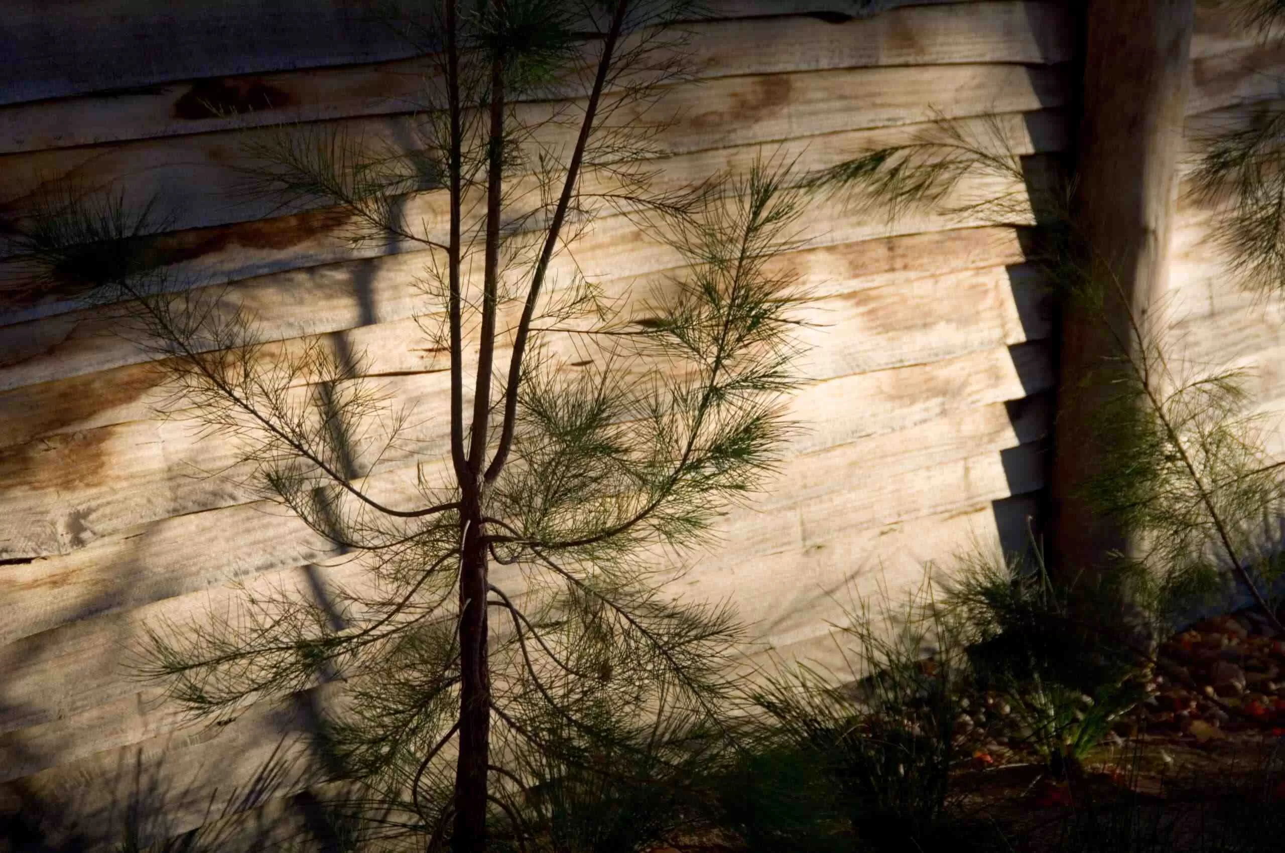 Forest & Wood Products Australia is looking to introduce a new non-mandatory deemed-to-satisfy (DTS) solution for exterior timber cladding that, if approved, will provide a clear compliance pathway to meet the condensation and weatherproofing provisions of the National Construction Code (NCC).