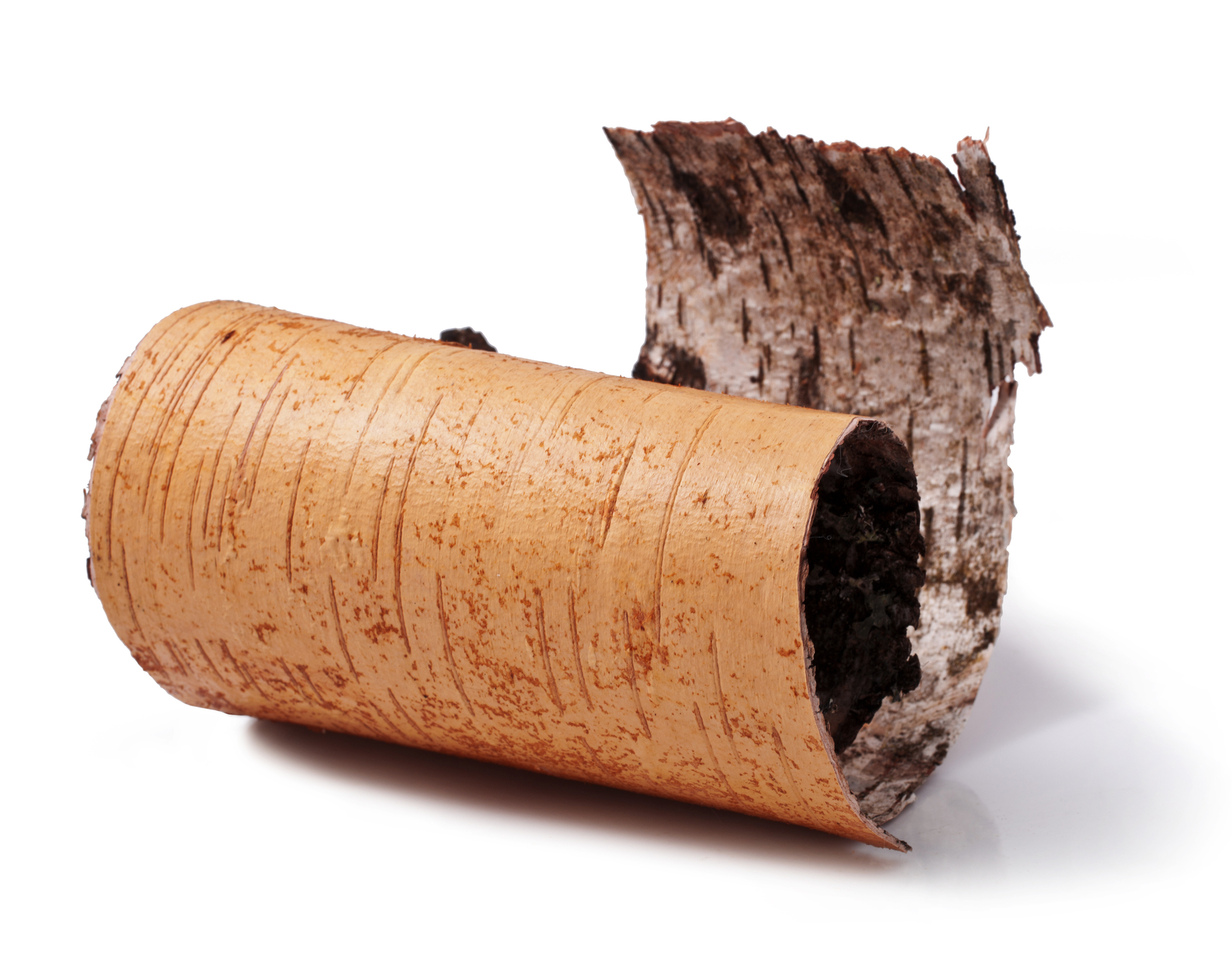 More to bark that meets the eye? Scientists from Sweden and Latvia use material science to develop fully biodegradable timber treatments from Birch and Spruce bark free from hazardous chemicals. (Photo Credit:  38057658 | Birch Bark © Multik | Dreamstime.com)