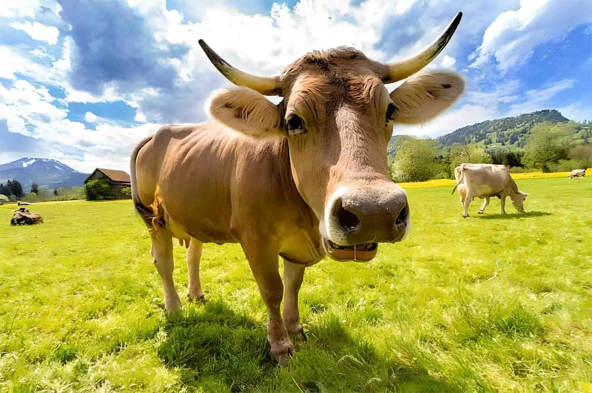 The Danish government will tax livestock farmers for the greenhouse gases emitted by their cows, sheep and pigs from 2030, the first country to do so as it targets a major source of methane emissions