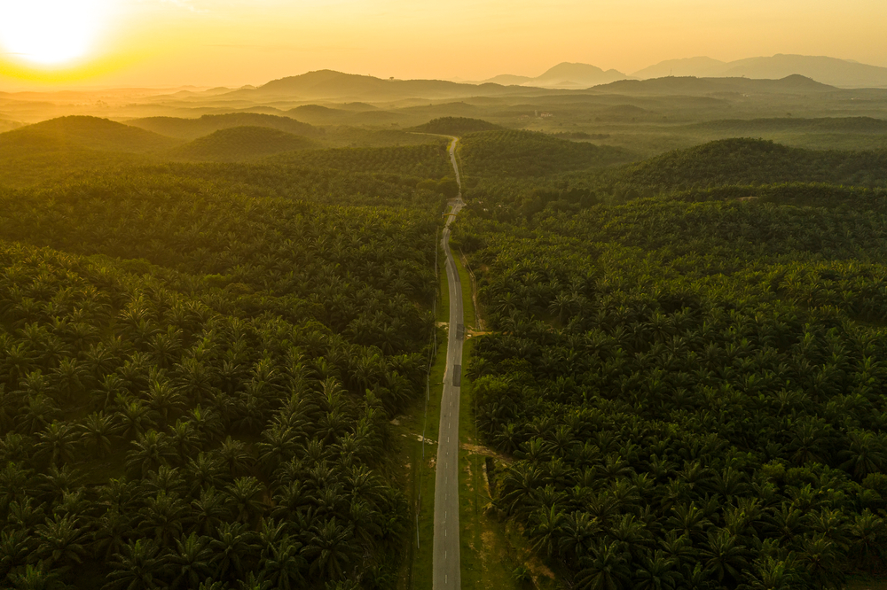 Common views shared by oil palm farmers and companies is that the crop needs to be cultivated as a monoculture – row upon row of nothing but oil palms – to maximise yields. This is due to the misguided belief that other species growing among the oil palms will compete for light and nutrients. (Photo Credit: Stock Photo ID: 1641528892)