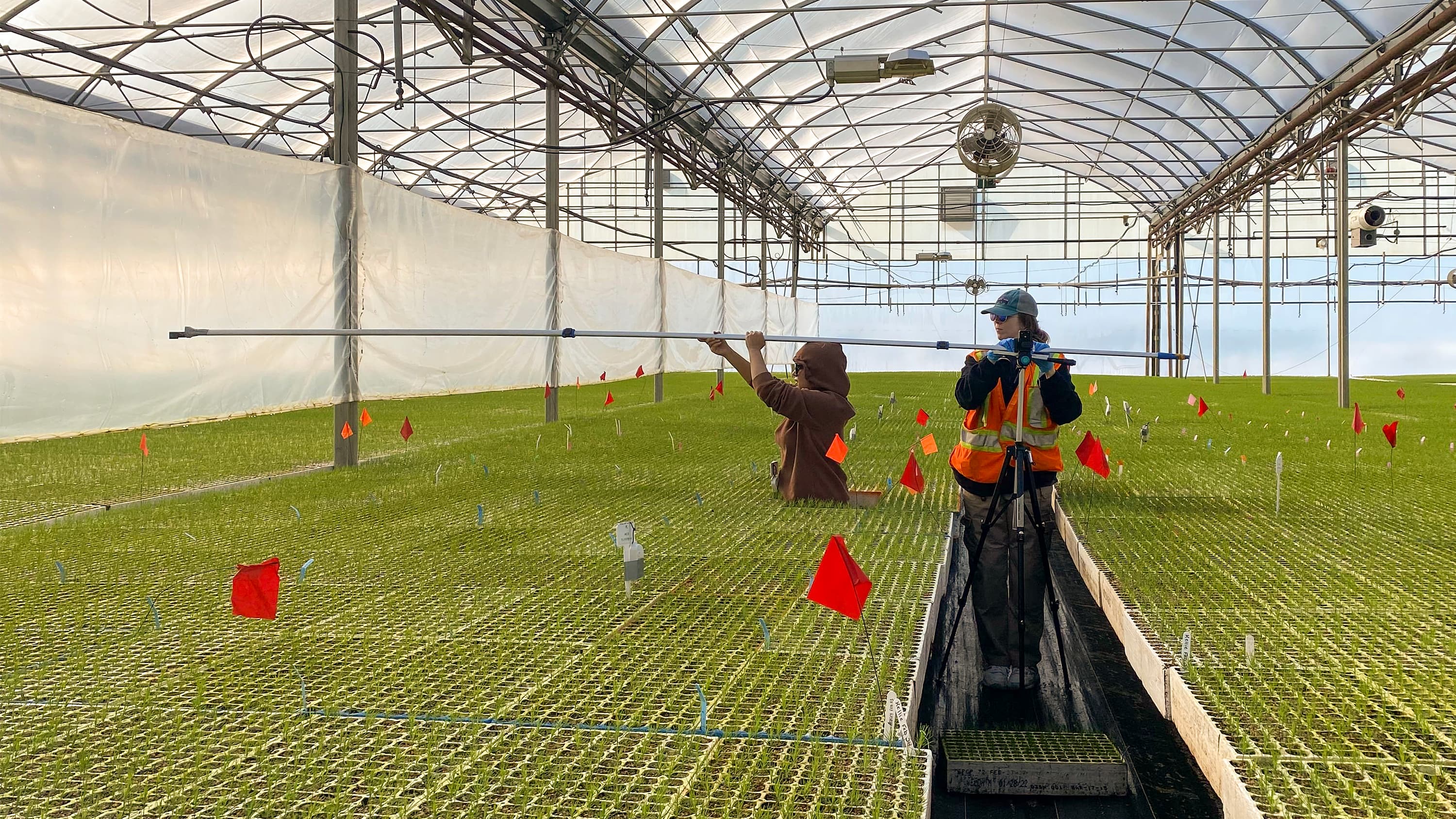 Researcher Sarun Khadka (left) and research assistant Kennedy Mitchell set up a tripod with a GoPro at the end of a long pole to photograph lodgepole pine seedlings in a greenhouse. Their study showed that the action cameras can accurately monitor tree germination and growth, which could offer an inexpensive option for low-tech tree nurseries. (Photo Credit: University of Alberta)