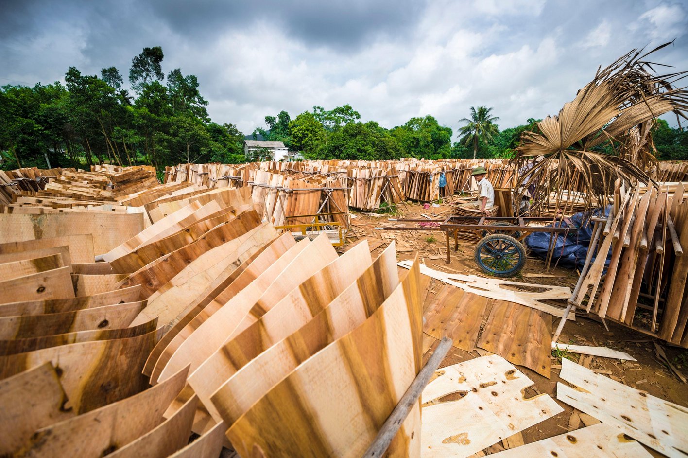 Vietnam, Khe Lua village, factory of elephant ears boards that will be sold in China to become plywood