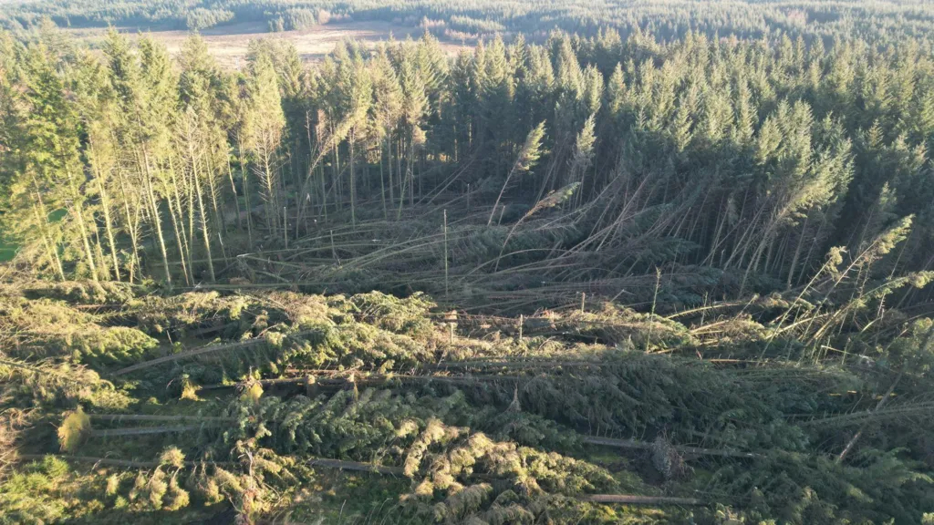Trees brought down by storms in plantations will form part of the export plans