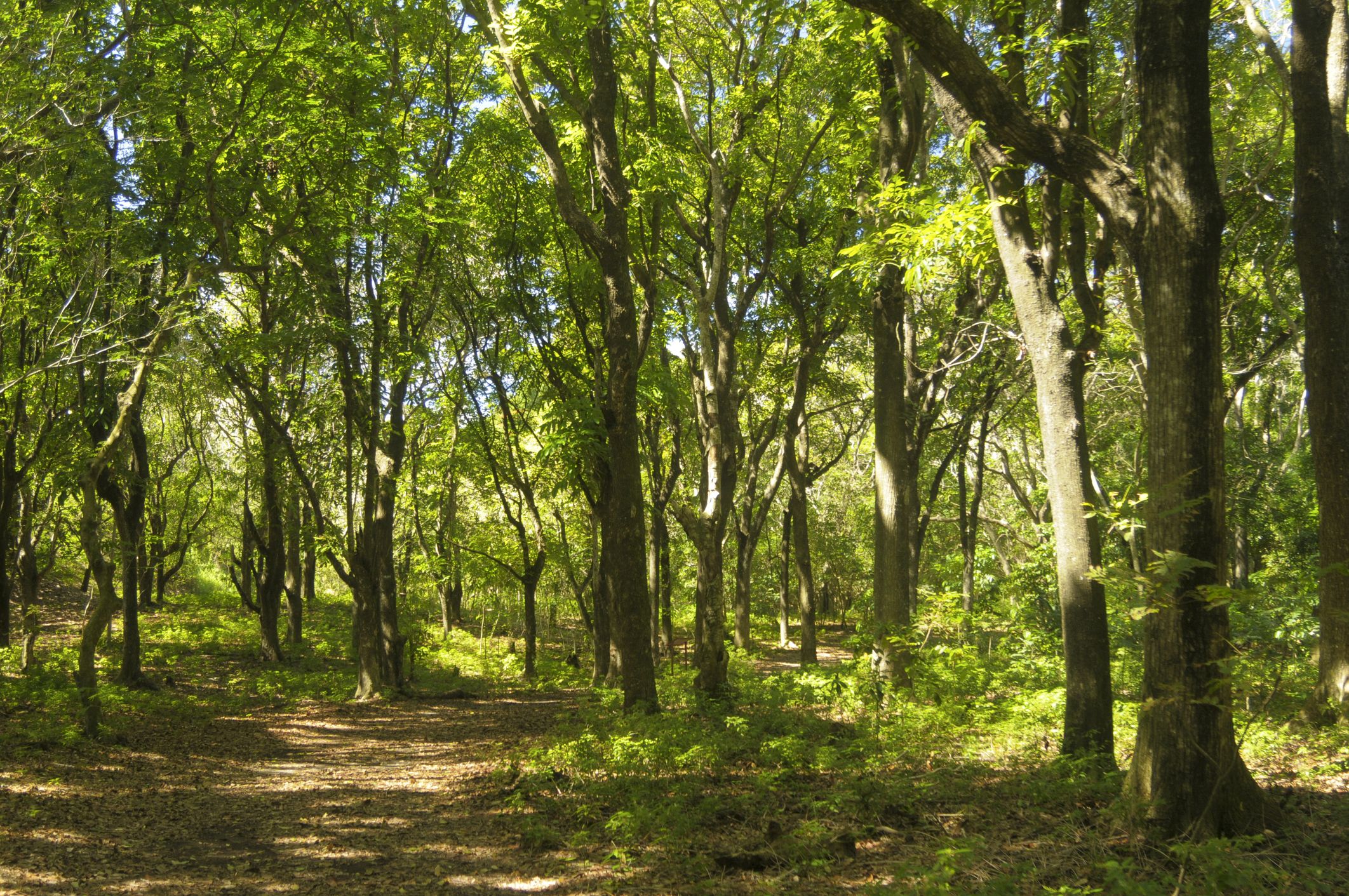 Fiji has 14 mature mahogany plantations, all reaching maturity, spurring a trade in tropical hardwoods, which could be worth millions for local landowners. (Photo Credit: ID 6024951 © Maurie Hill | Dreamstime.com)