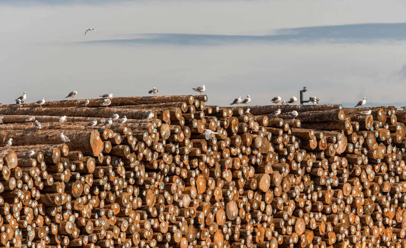 On again, off again. For the second time in months, tariffs on Mexican and Canadian products have been delayed. Here, logs pile up at Astoria in Oregon, in the United States (Photo Credit: Design Pics Inc / Alamy Stock Photo)