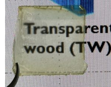 This slice of semi-transparent wood is made with natural materials and could be used in applications from wearable sensors to energy-efficient windows. (Photo Credit: Bharat Baruah)