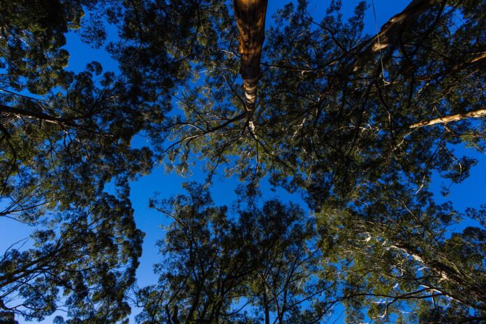 Four of Australia's preeminent forest scientists have addressed the six areas of misinformation and ideology risking Australia's sustainable forest management. (Photo Credit: ID 364401849 | Australian © Kyohei Miyazaki | Dreamstime.com)