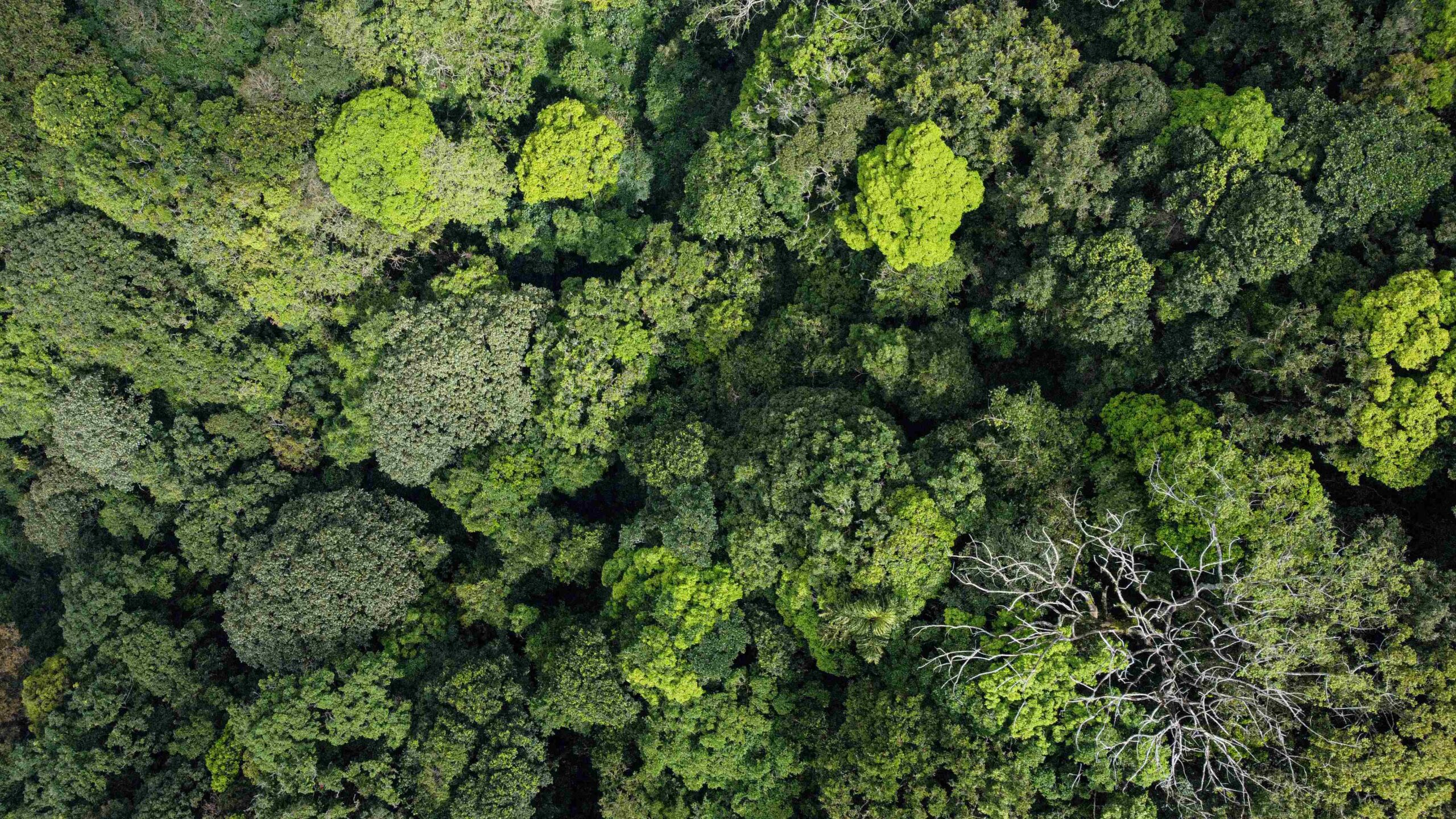 An Indonesian carbon market could be worth 258.7 trillion rupiahs (or US 4 billion dollars) every year over the coming decade. (Photo Credit: Asset id: 1995604652 via Shutterstock Images)