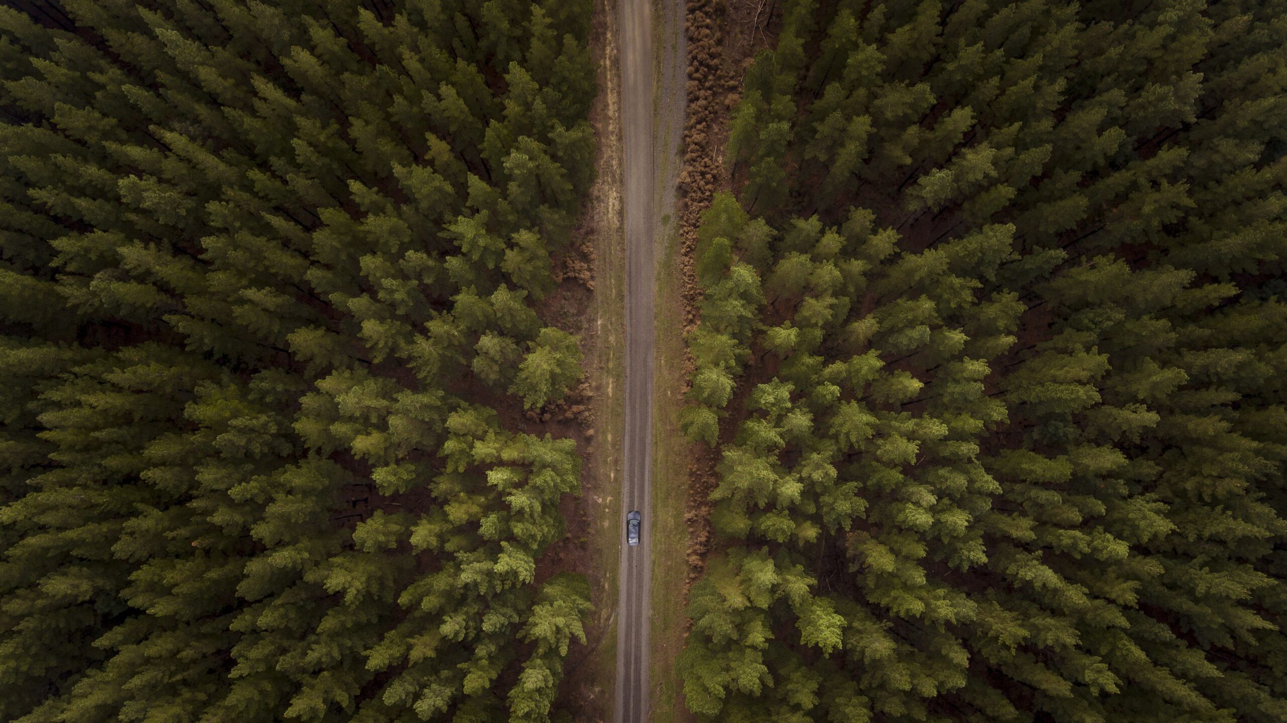 The Australian Forest Products Association (AFPA) is calling on both sides of politics to pledge support to expand forest plantations. (Photo Credit: Asset id: 658181674)