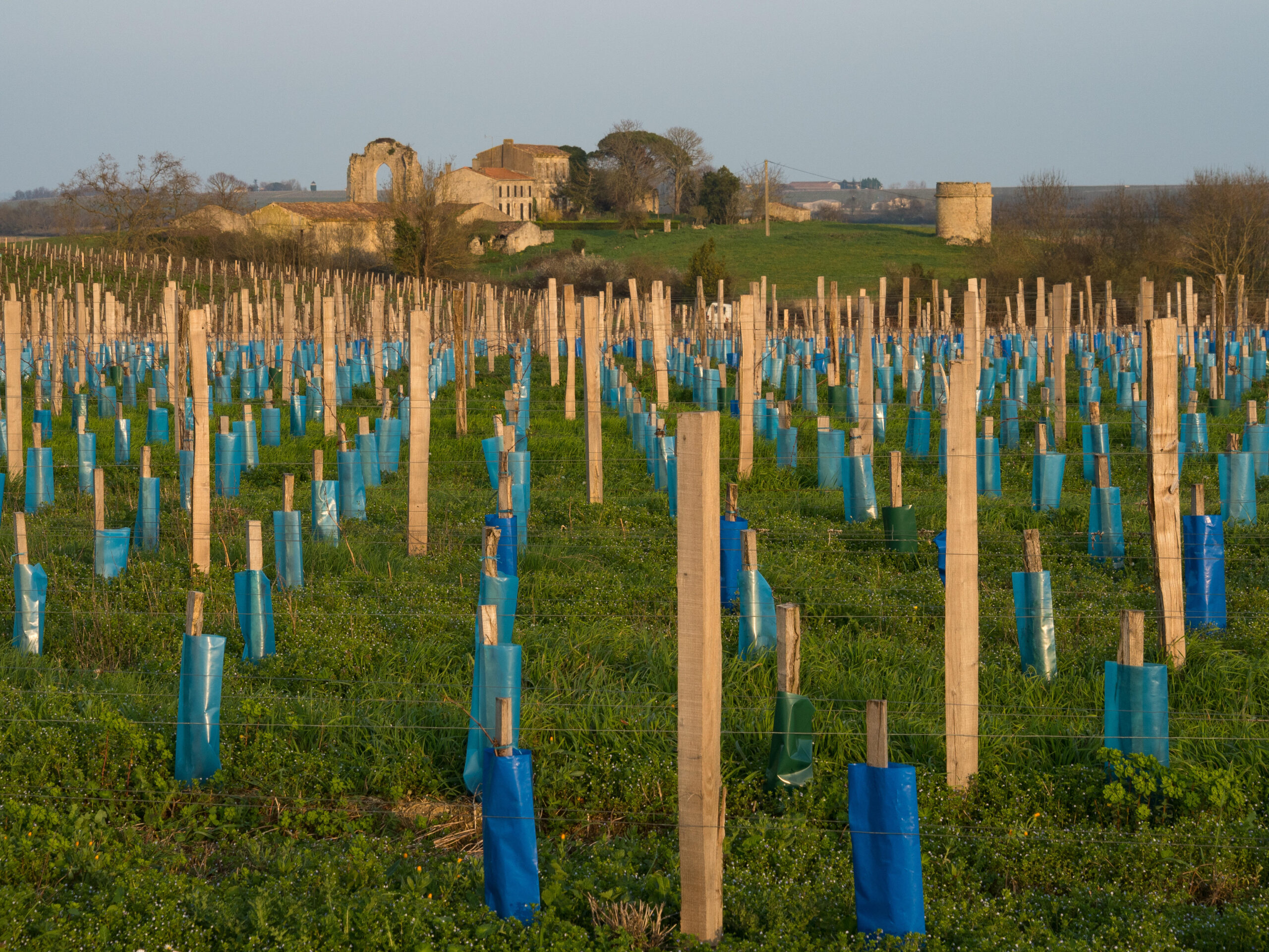 Millions of CCA-treated wooden posts break in vineyards every year - with millions either sent to landfills or stockpiled in vineyards. (Photo Credit: HWTA5G via Alamy Stock Images)