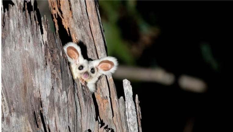 It was alleged Forestry Corporation did not conduct a broad area habitat search for features of habitat for three species of glider. (Southern greater glider, Josh Bowell, CC BY 4.0)