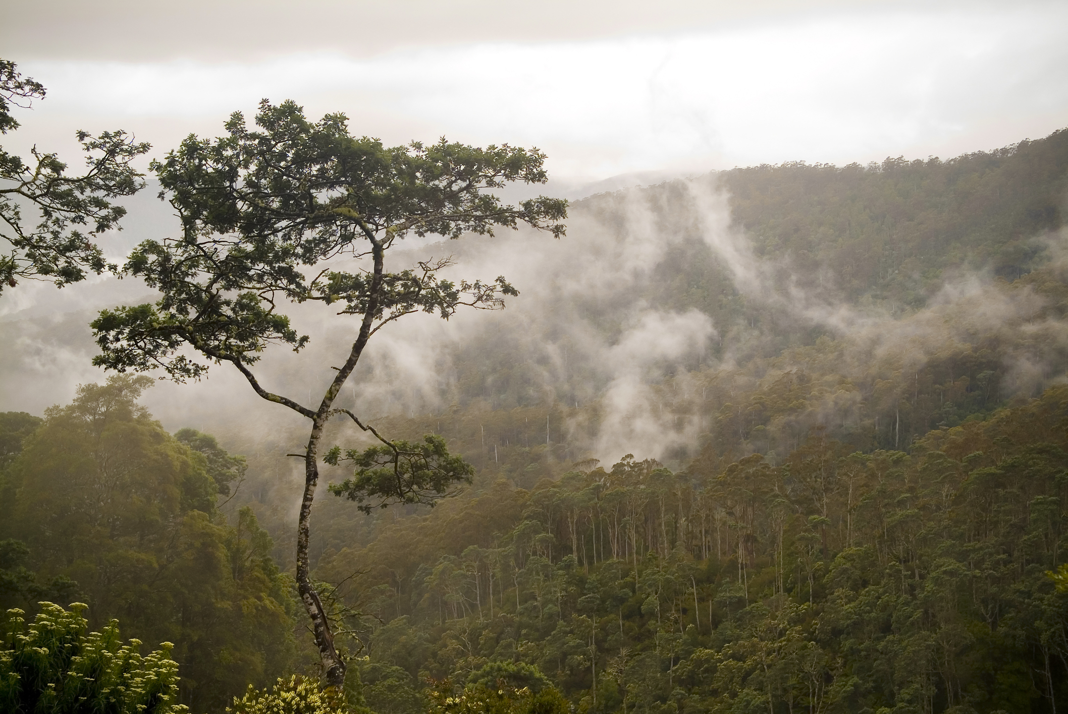 Claims by anti-forestry activists that harvesting of native forests is the largest contributor to carbon emissions in Tasmania are wrong. (Photo Credit: ID 16997217 © THPStock | Dreamstime.com)